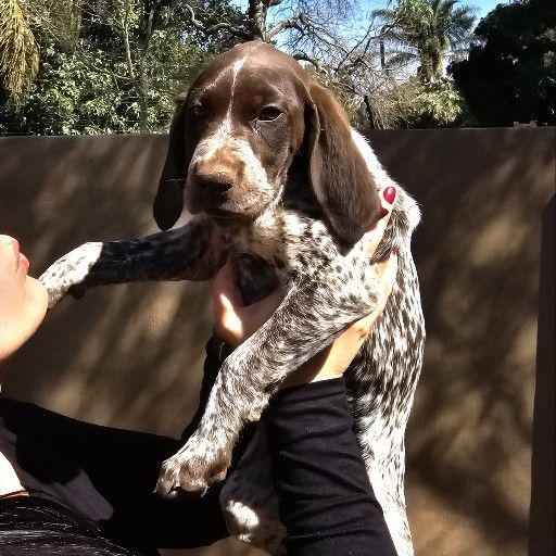 Adorable GSP Puppies For Sale German Shorthaired Pointers Junk Mail