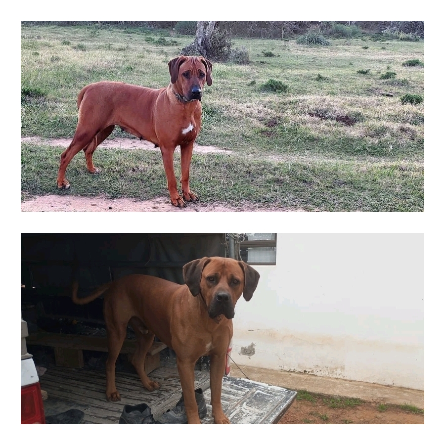 Beautiful Ridgeback pups | Junk Mail Marketplace