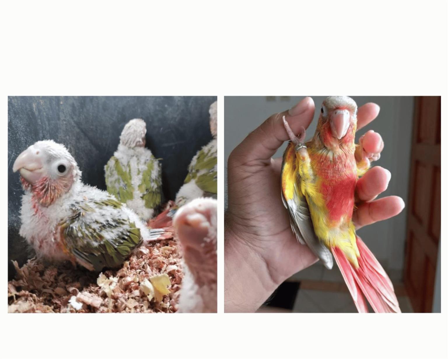 Hand reared Pineapple Conures Tame bird Junk Mail