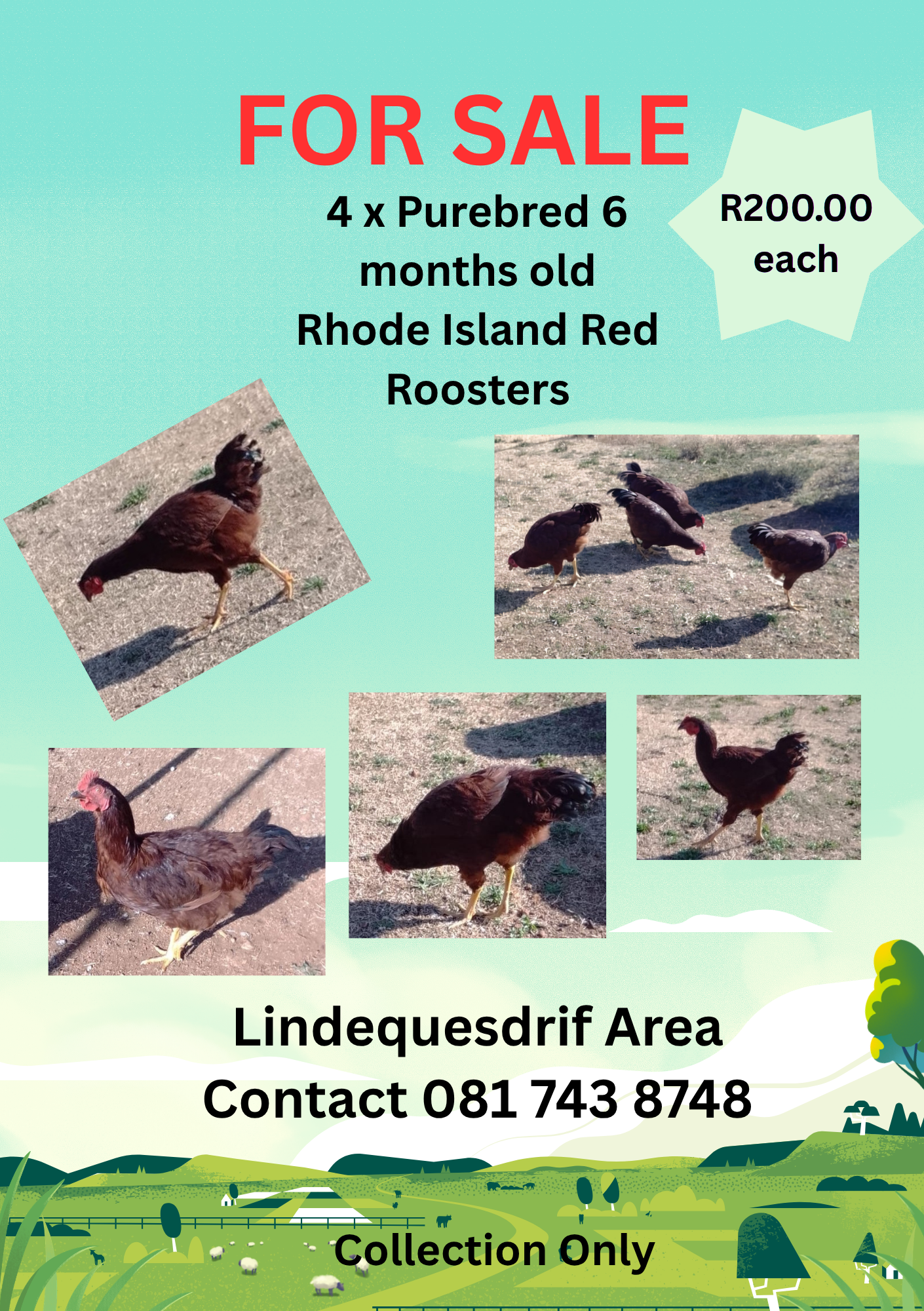 Purebred Rhode Island Red Roosters For Sale | Junk Mail Marketplace