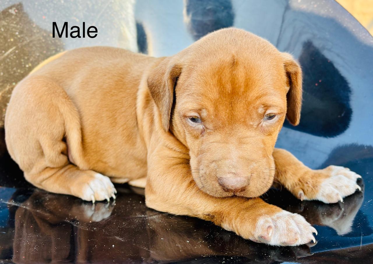 Rhodesian Mail Rhodesian ridgeback puppies | Junk Mail Marketplace