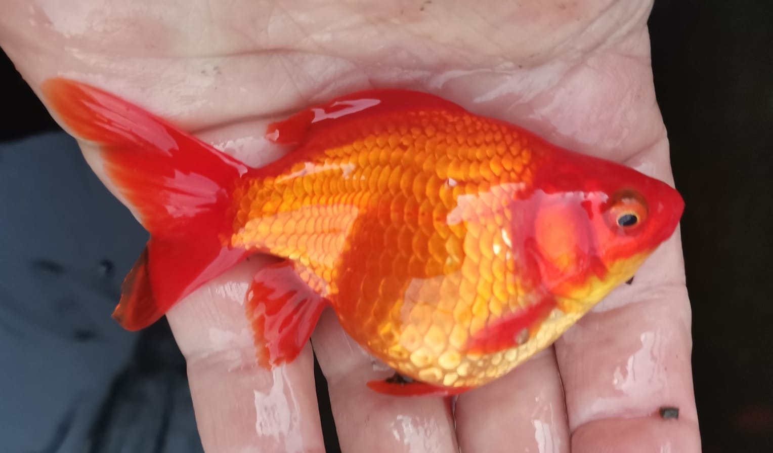 FANTAIL GOLDFISH - Starting from R40