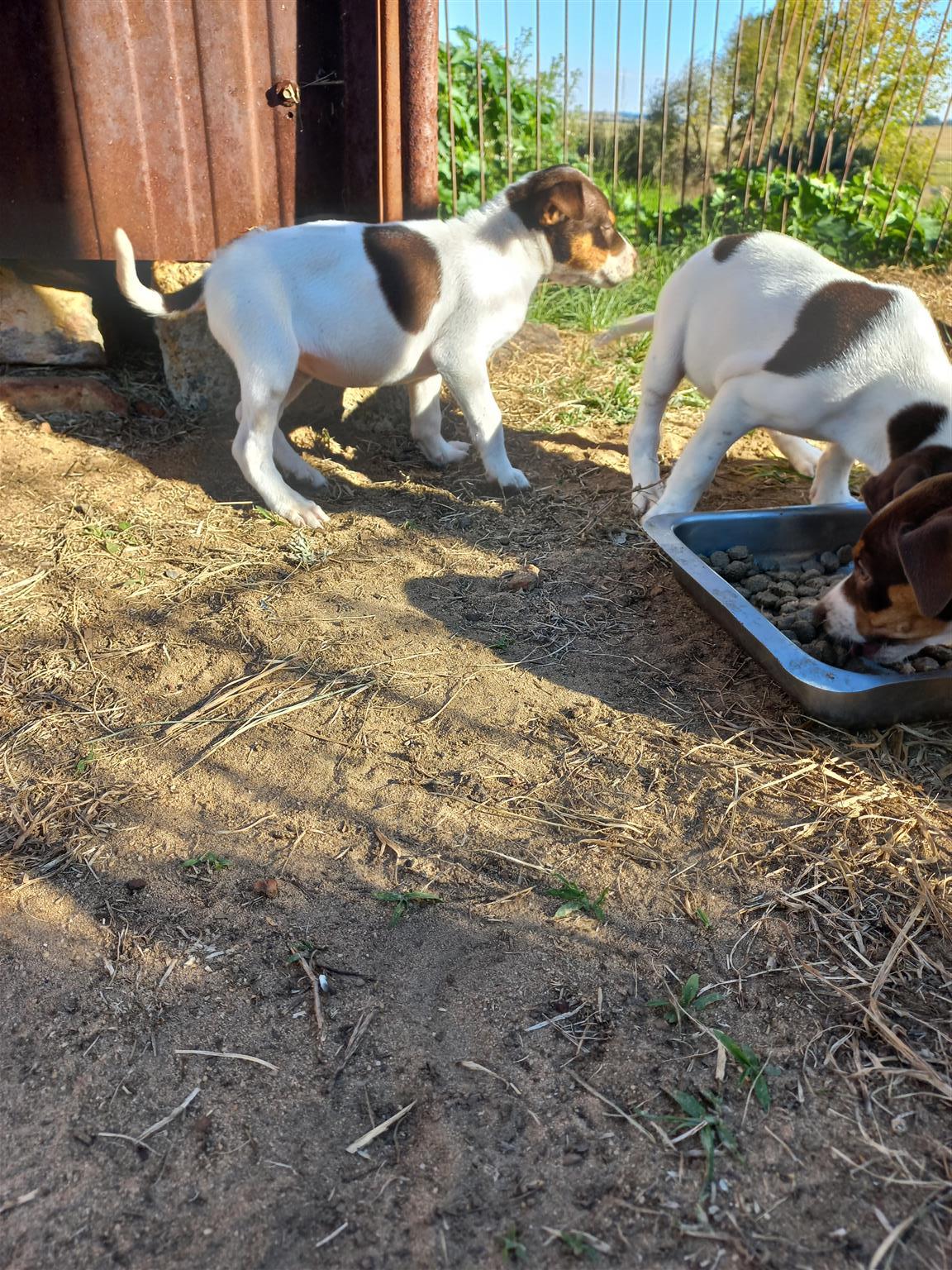 Bruin langbeen fox terriers. | Junk Mail Marketplace