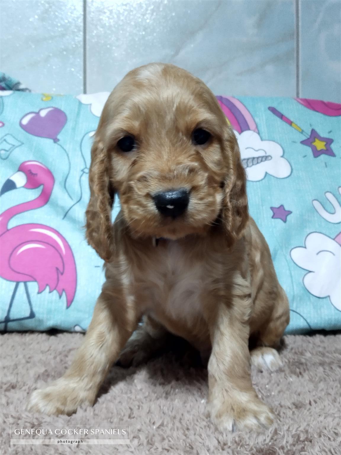 cocker spaniel puppies for sale pedigree