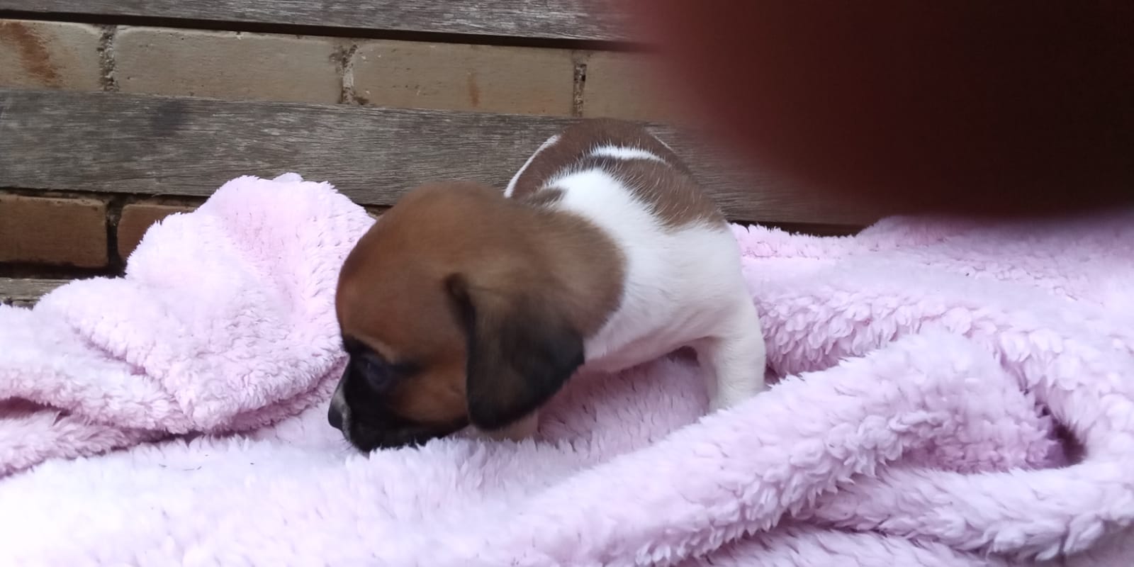 Jack Russel cross Pug male puppies for sale
