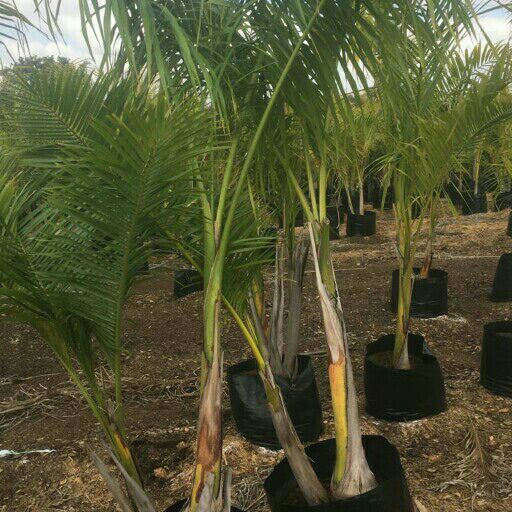 Royal Palm Trees