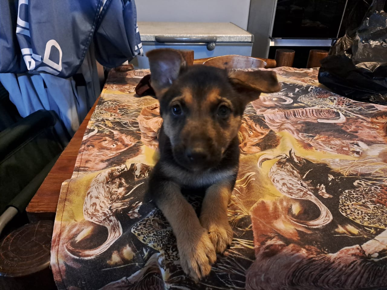 Purebred German Shepard puppies for sale Junk Mail Marketplace