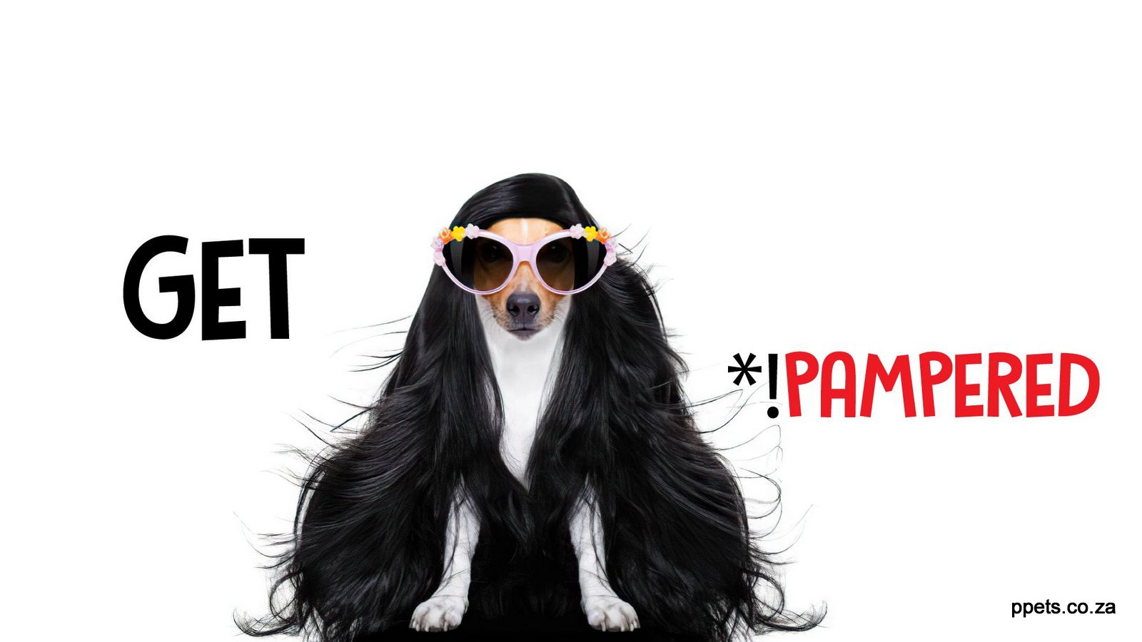 Pampered Pets East London's best Pet Shopand Grooming Salon