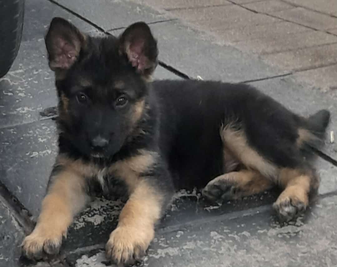 Gsd Puppies for sale 