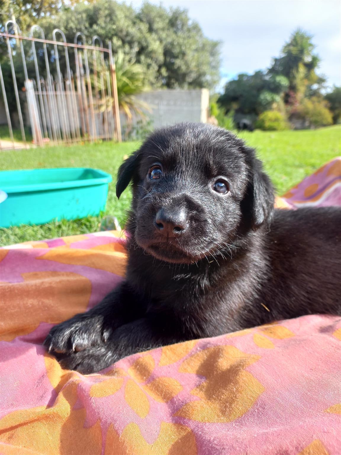 Sheprador puppy for store sale