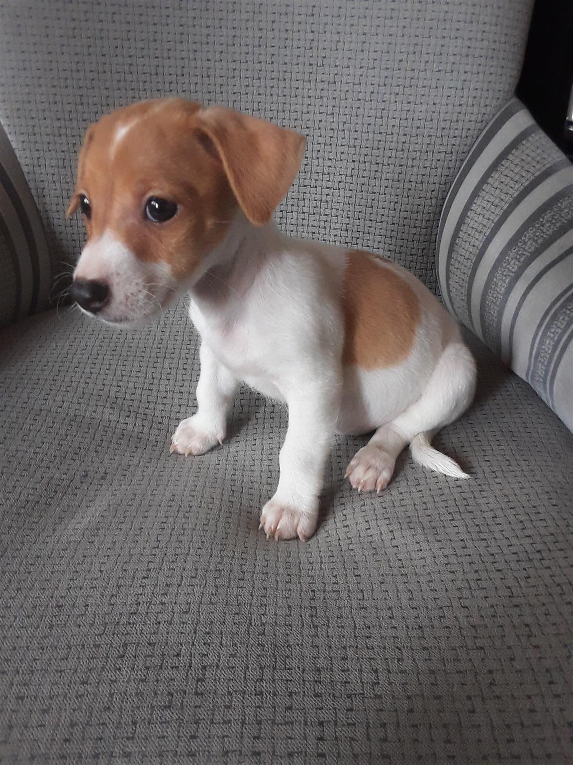 Jack Russell for sale 
