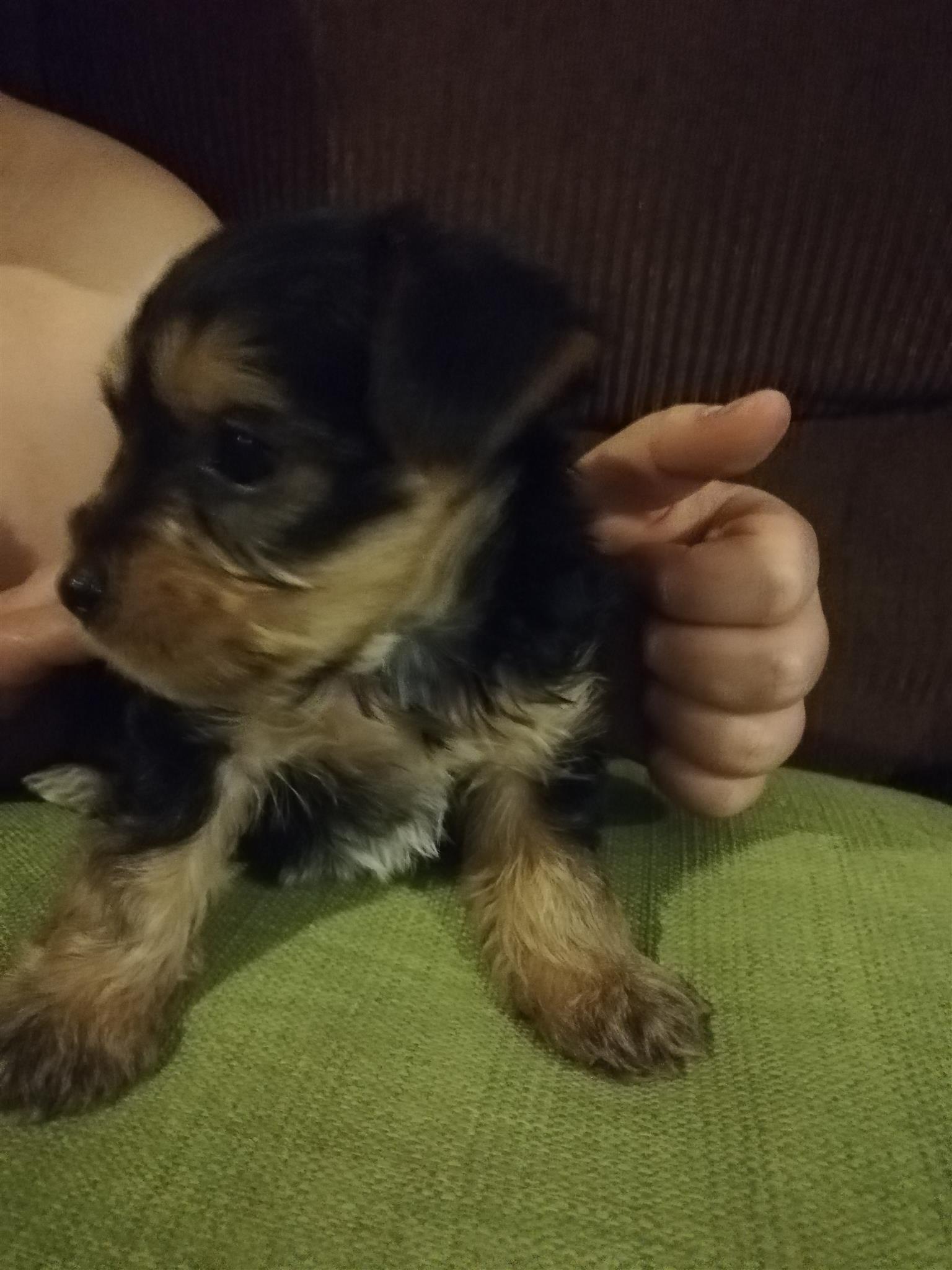 Yorkie puppies for sale | Junk Mail