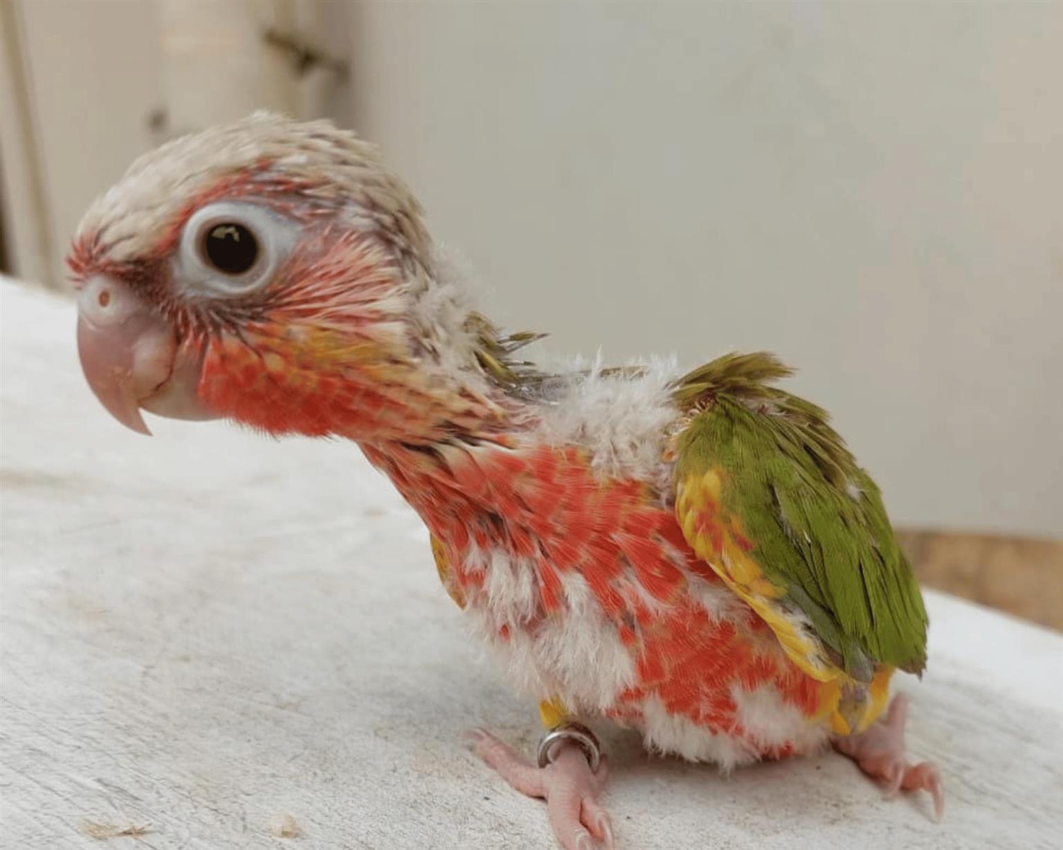 Hand reared Pineapple Conures Tame bird Junk Mail