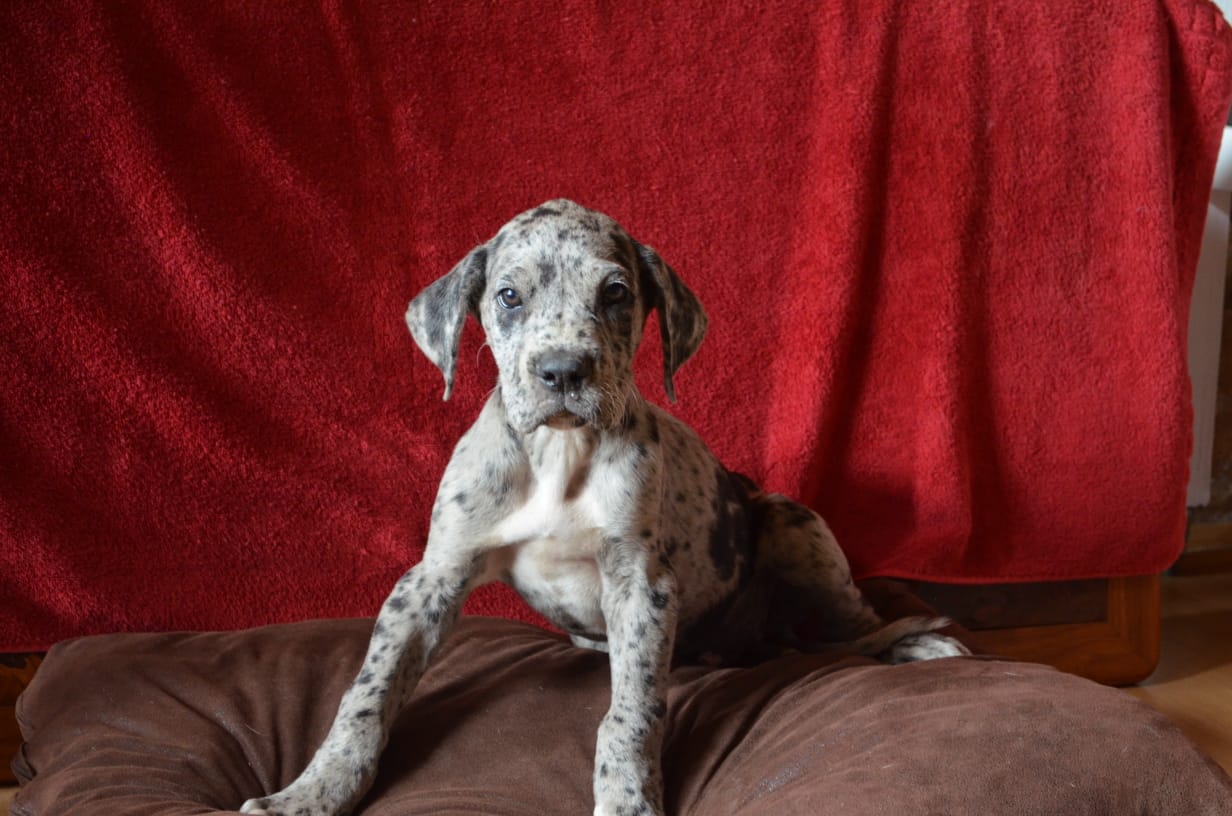 Greatdanes pups for sale 10 weeks old, all dewormmed and vaccinated 