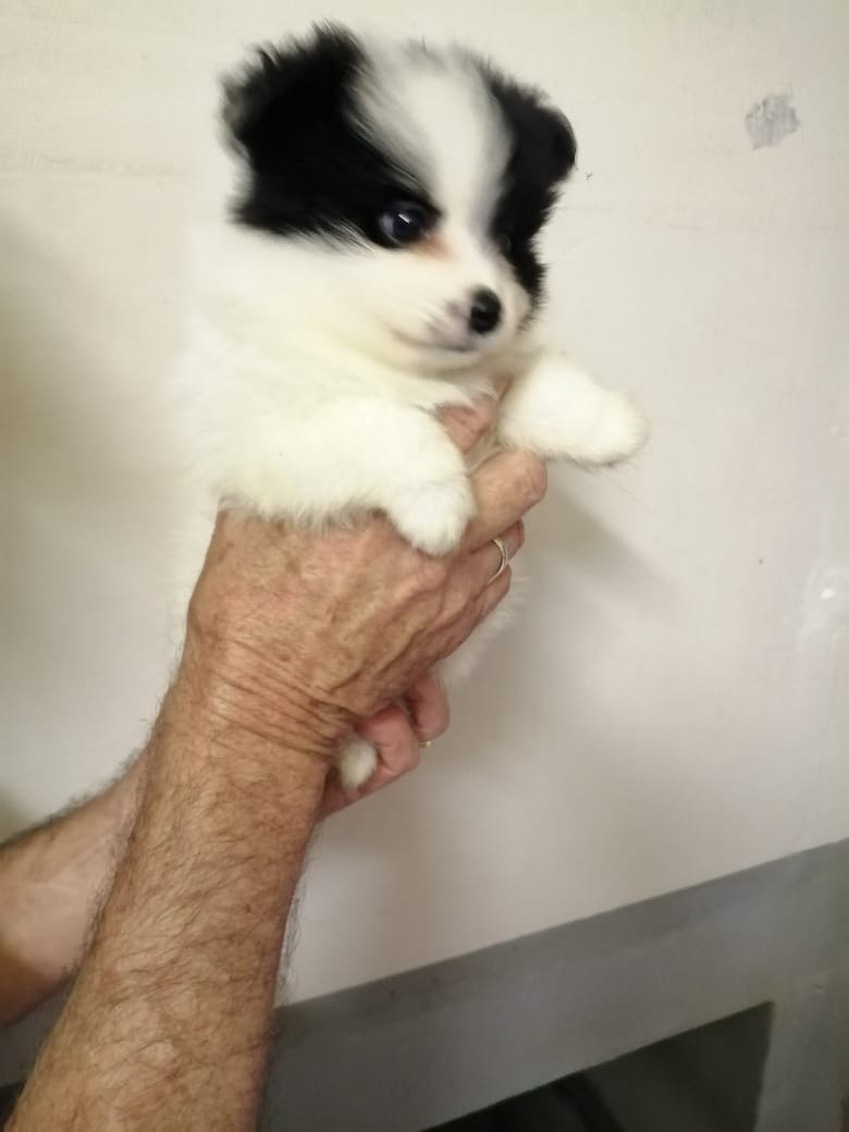 Toypom puppies for sale
