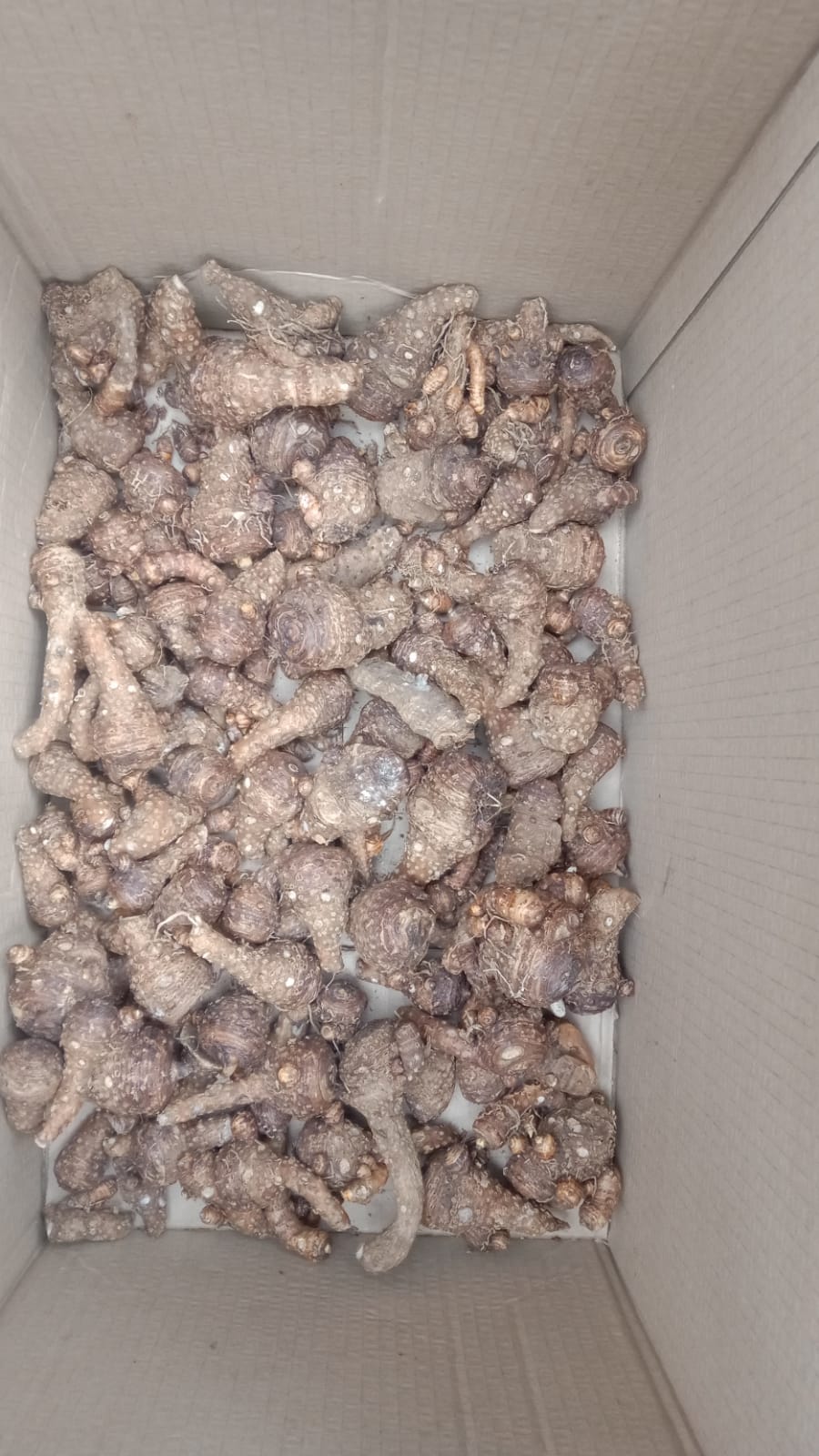 White Arum Lilly bulbs also known as Varkore | Junk Mail Marketplace