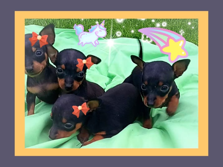 teacup doberman