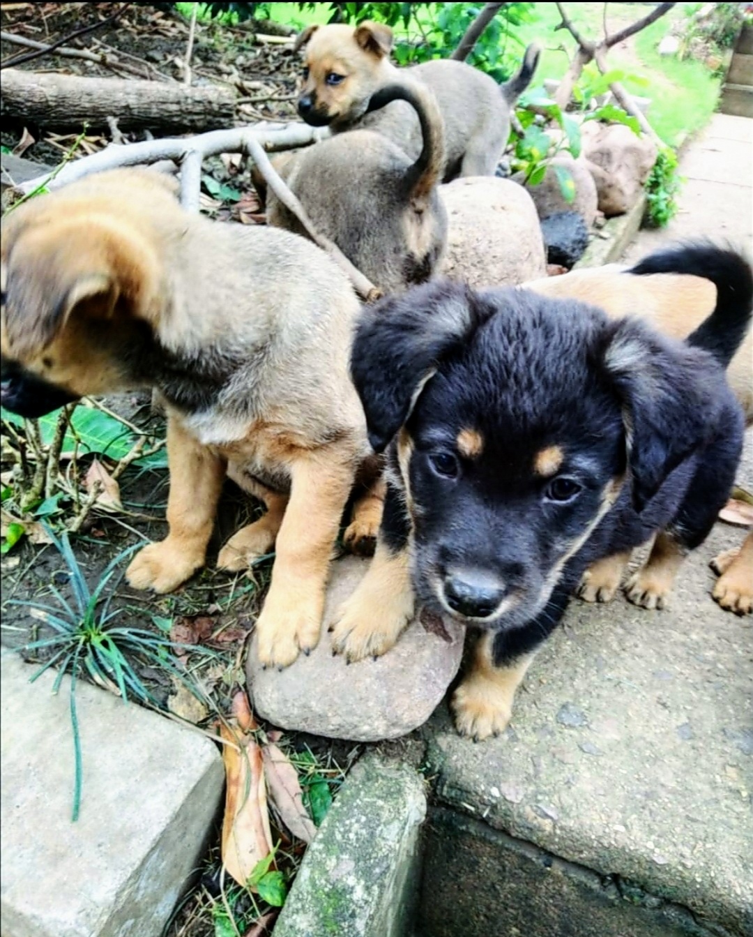 GERMAN SHEPPARD PUPPIES FOR SALE 