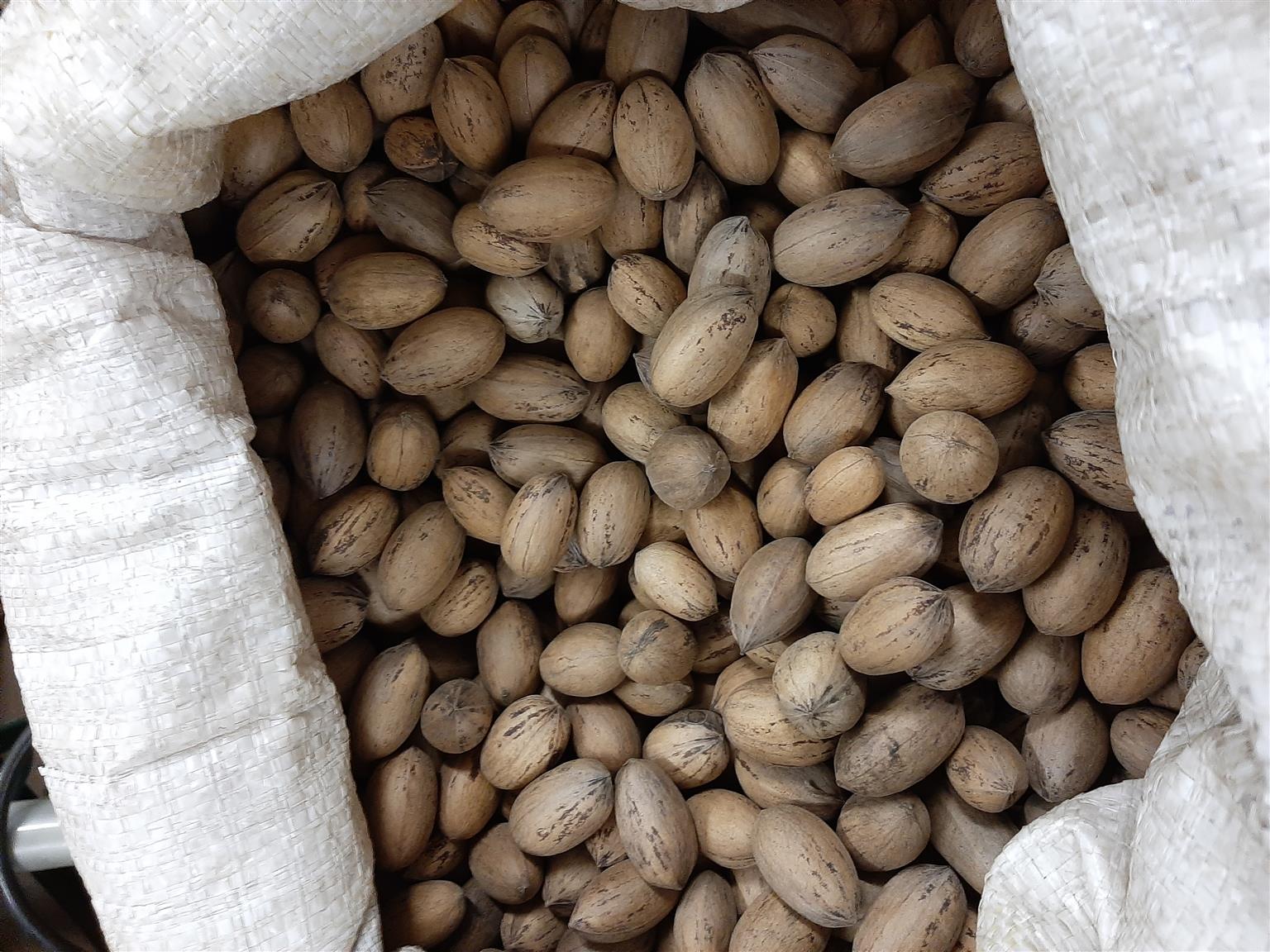 Quality Pecan Nuts (in shells) For Sale