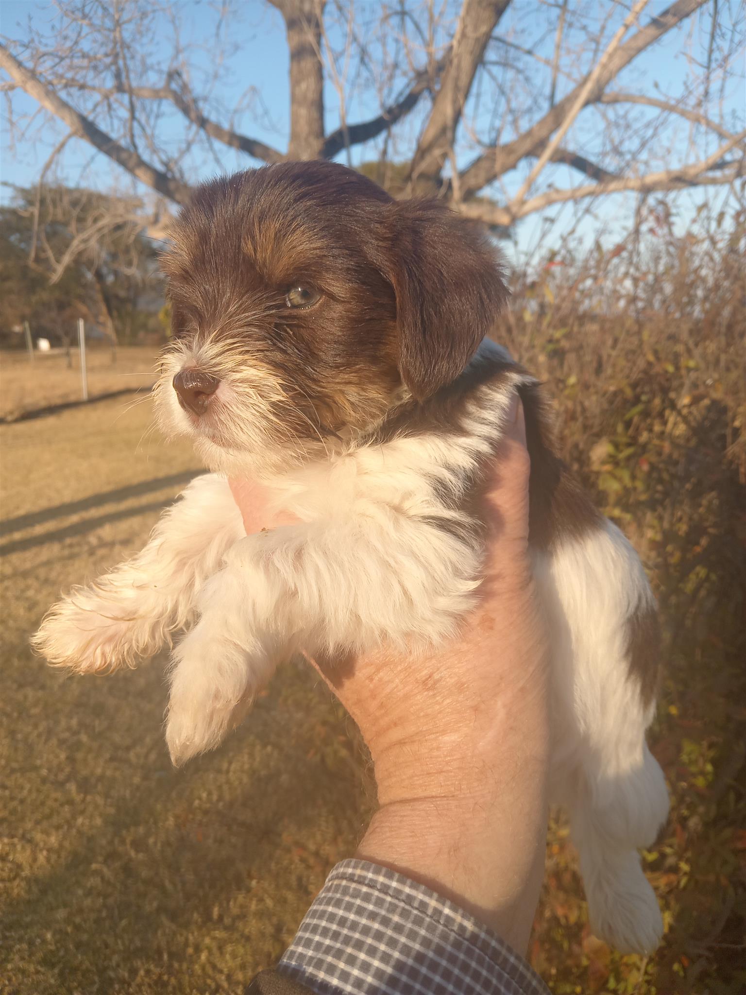 Cutest Yorkie puppies ever! | Junk Mail Marketplace