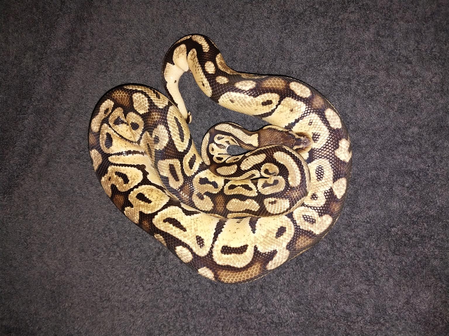 Ball python collection for sale | Junk Mail