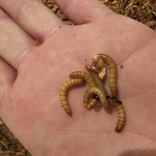 Meal Worms