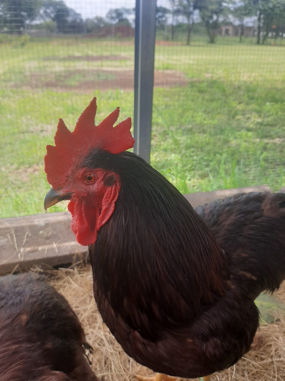 Purebred Heritage Rhode Island Red Chicks | Junk Mail Marketplace