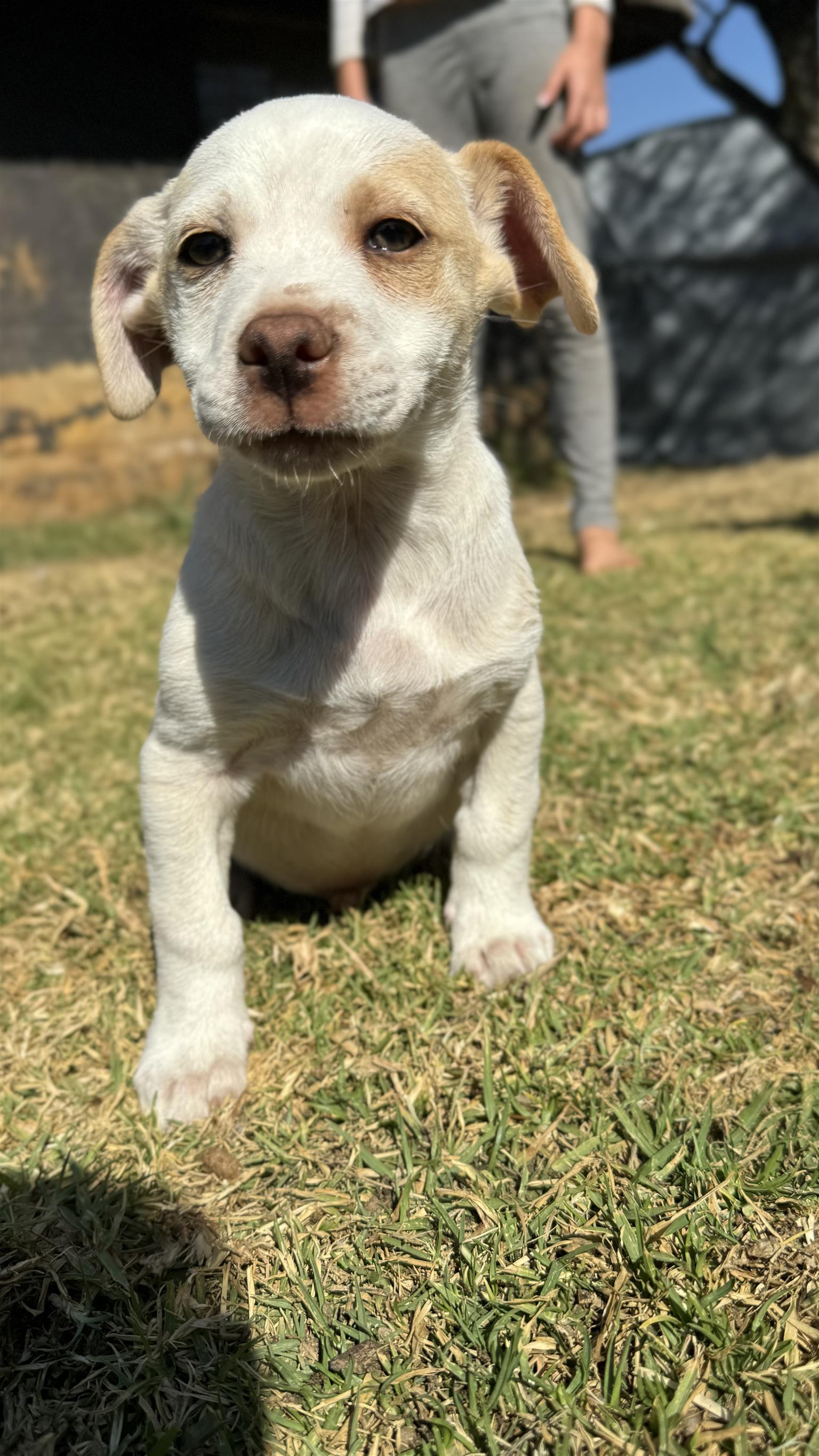 Belgian Malinois crossed with Jack Russel Puppies Junk Mail