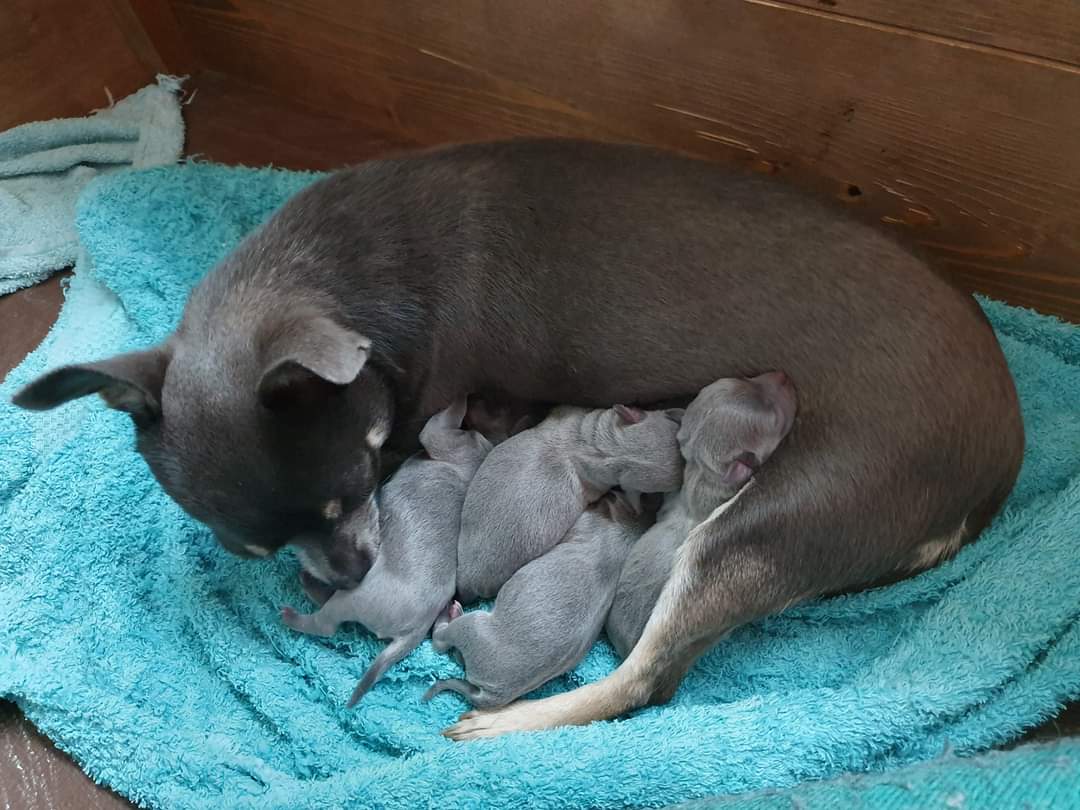 Chihuahua puppies Junk Mail Marketplace