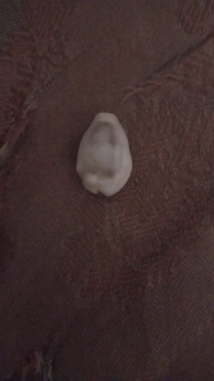 Cowrie shells for sale