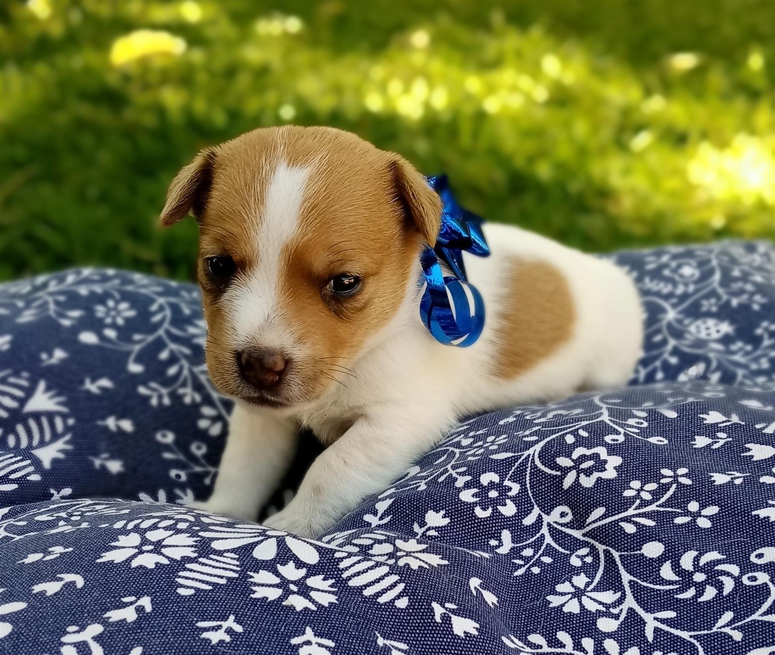 Jack Russel puppies for Sale