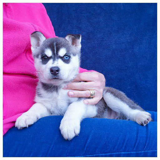 are siberian huskies purebred