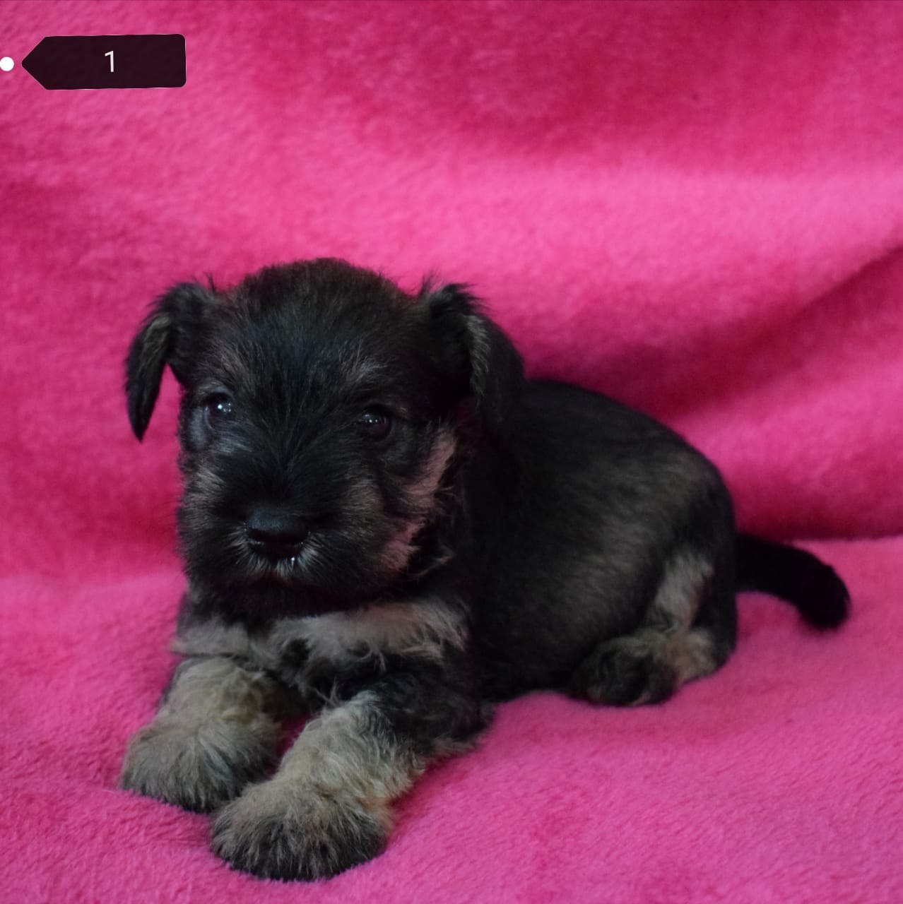 micro teacup schnauzer for sale