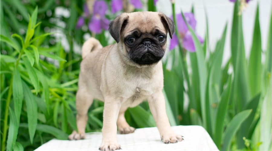 8 Weeks Old Beautiful Fawn Pug Puppy Now Ready