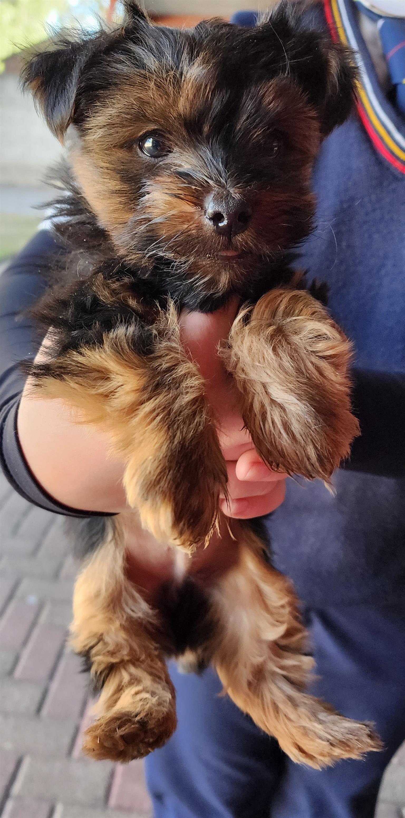 Yorkshire Terrier (Yorkie) puppy for sale | Junk Mail