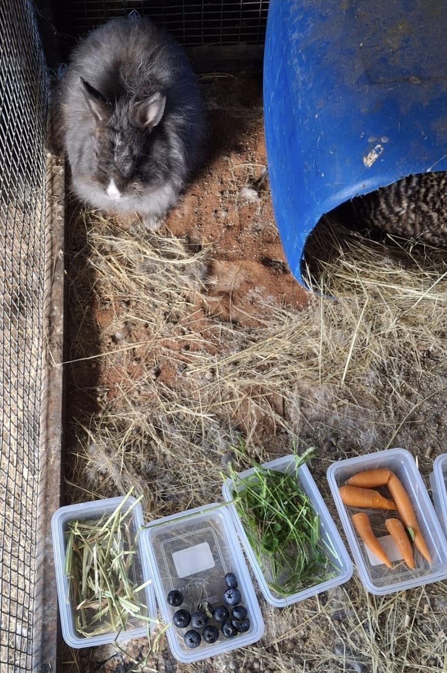 Bunnies Dwerg Hasies / Dwarf Rabbits available to good homes | Junk ...