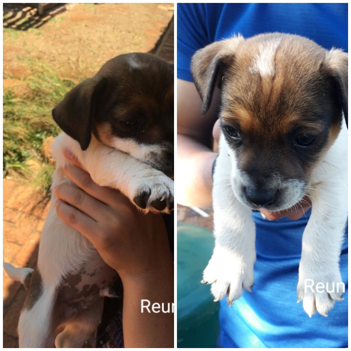 jack russel puppies for sale | junk mail