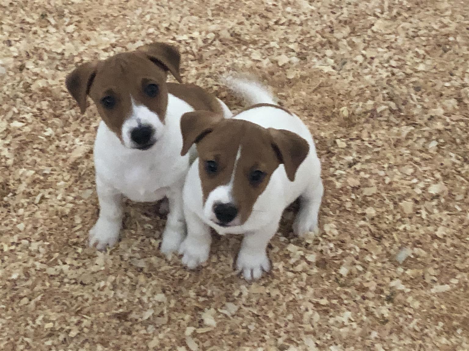 jack russell puppies for sale