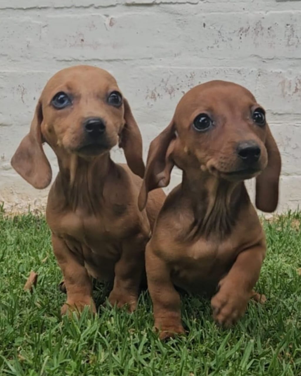 Miniature Dachshund (worshondjies / worsies) Puppies | Junk Mail ...