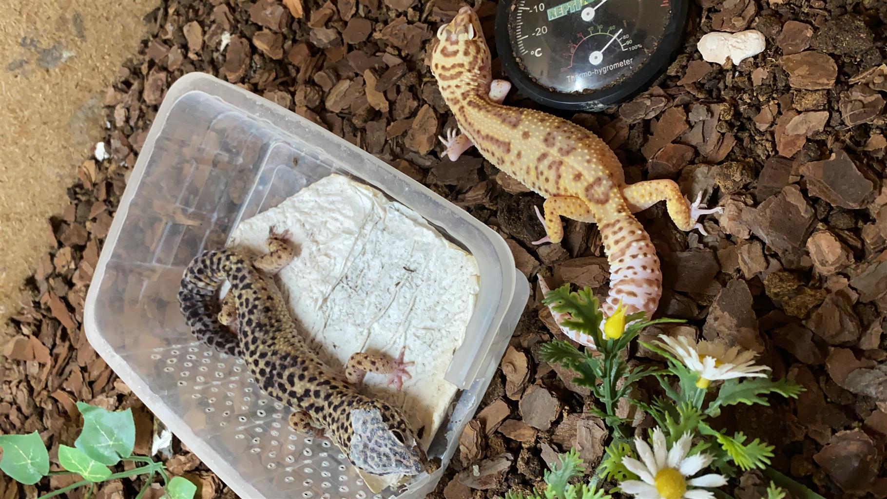 Leopard geckos with cage