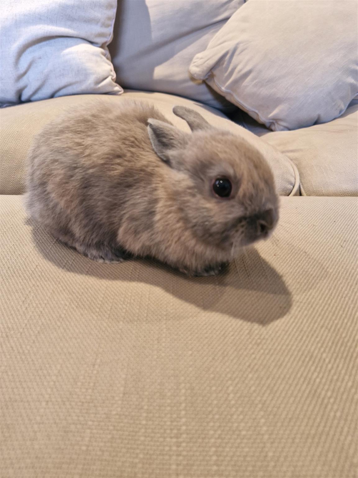 Purebred Male Netherland Dwarf Rabbit | Junk Mail