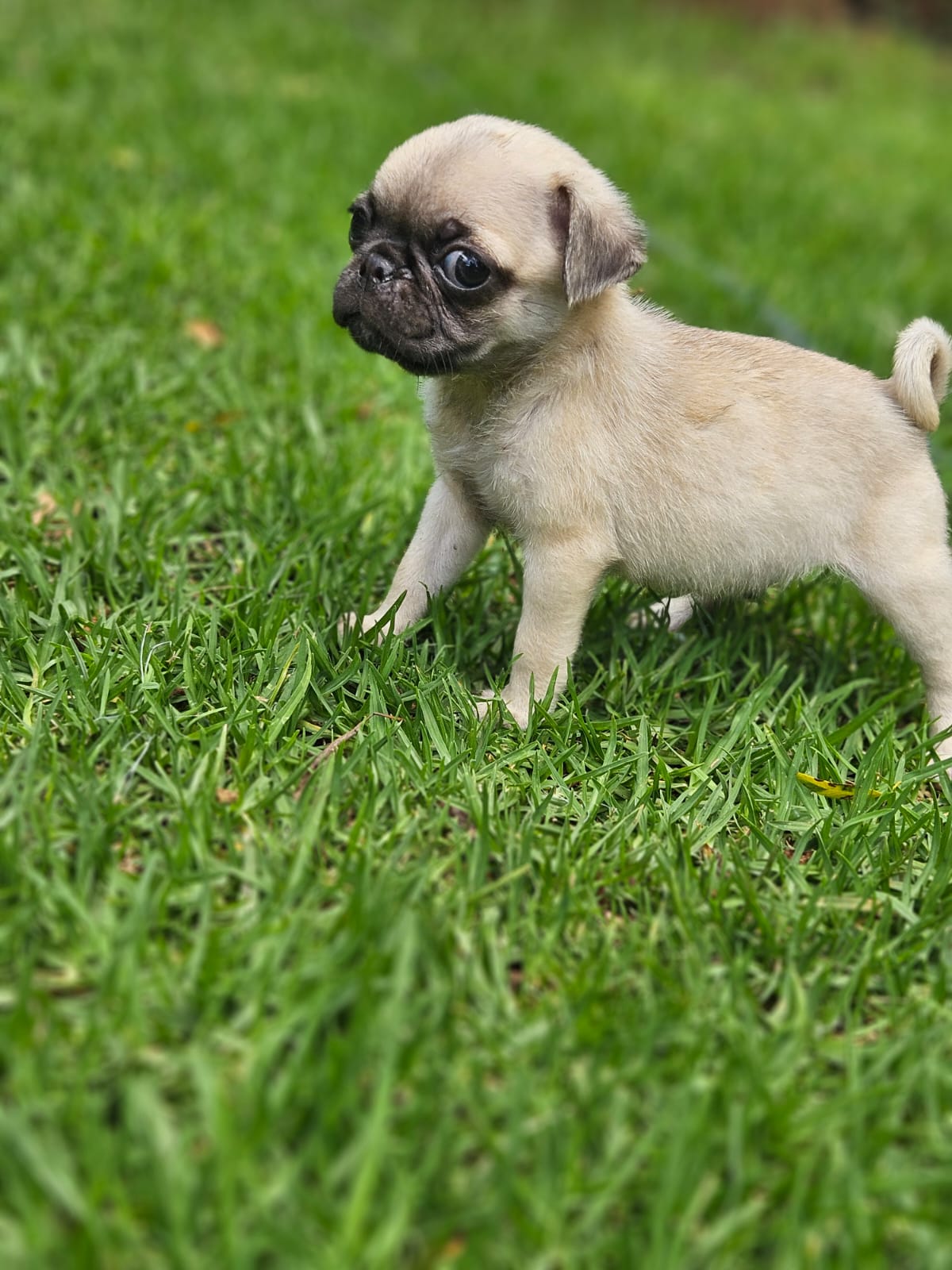 Pug puppies | Junk Mail Marketplace