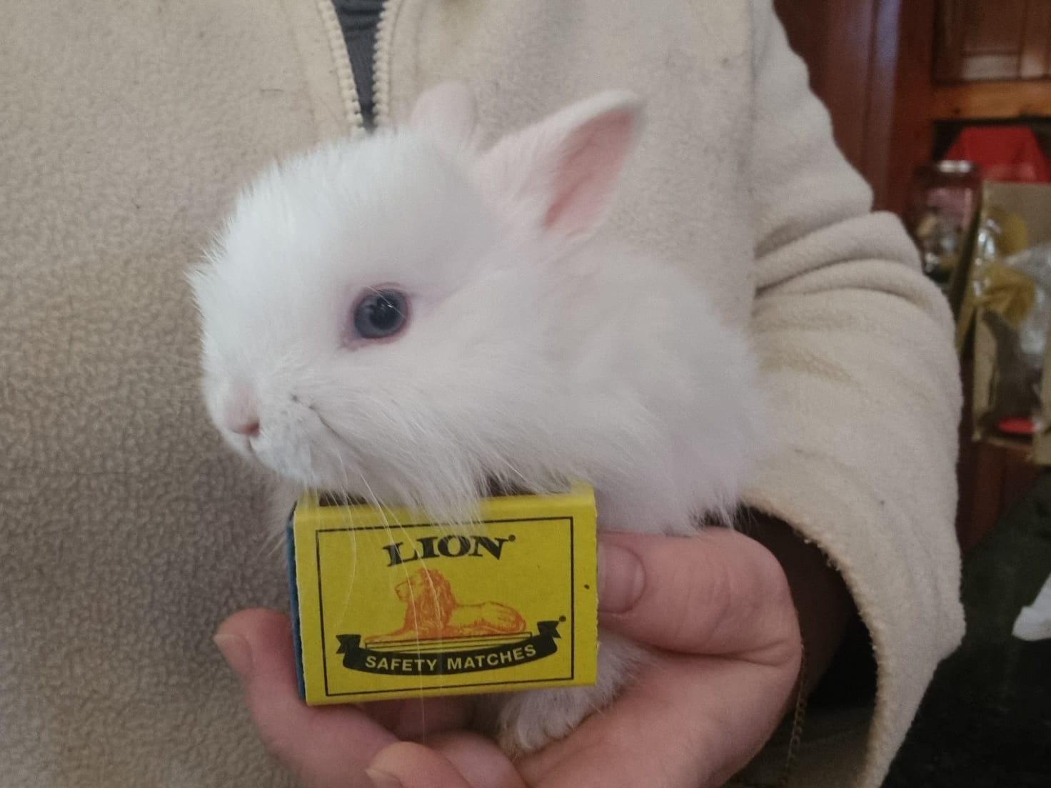 Wool Rabbit Sheared Blue Eyed White Jersey Wooly