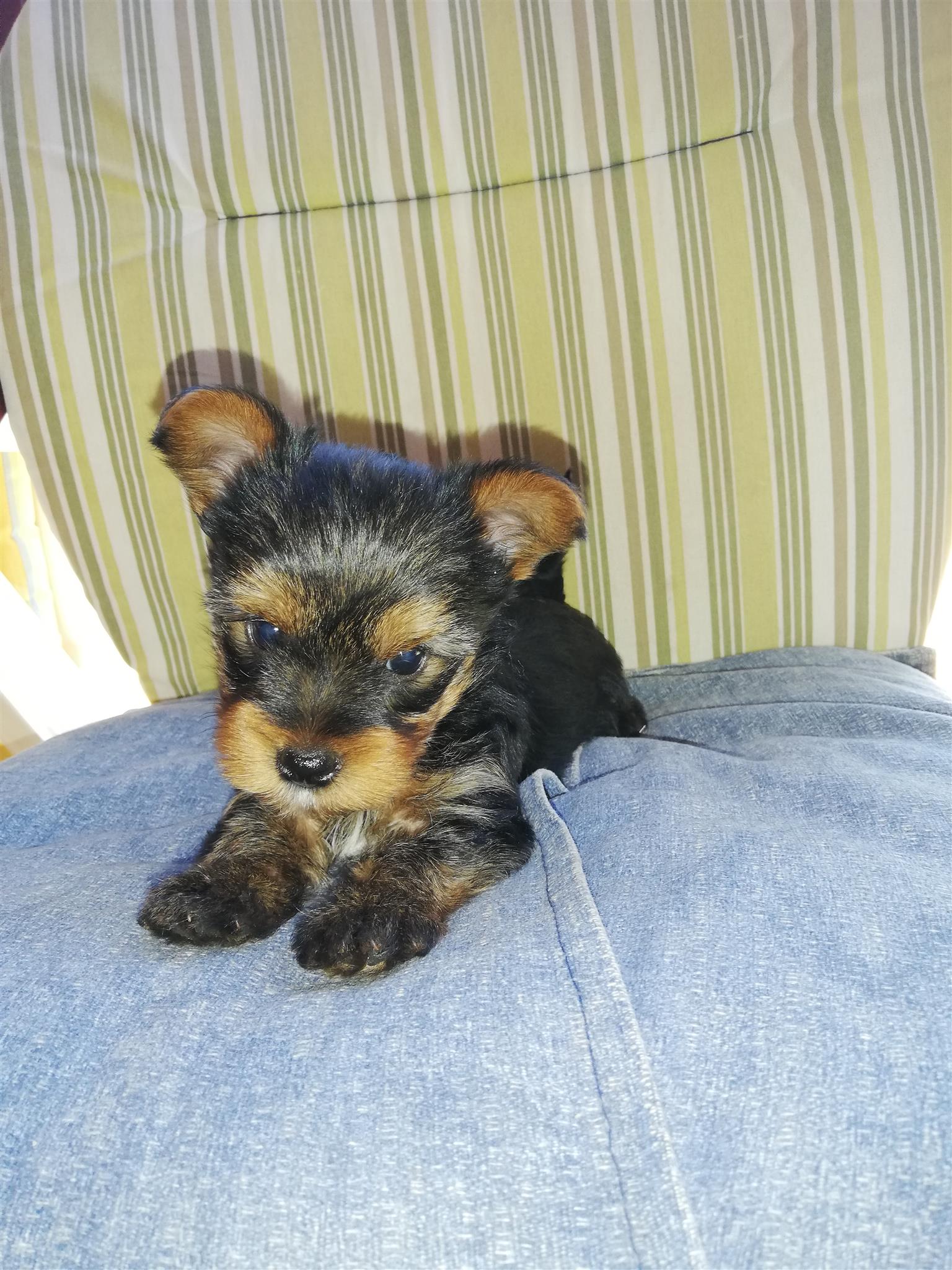 silverback yorkie