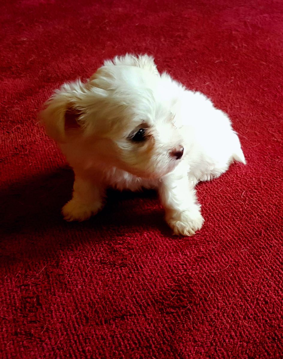Maltese Puppies available