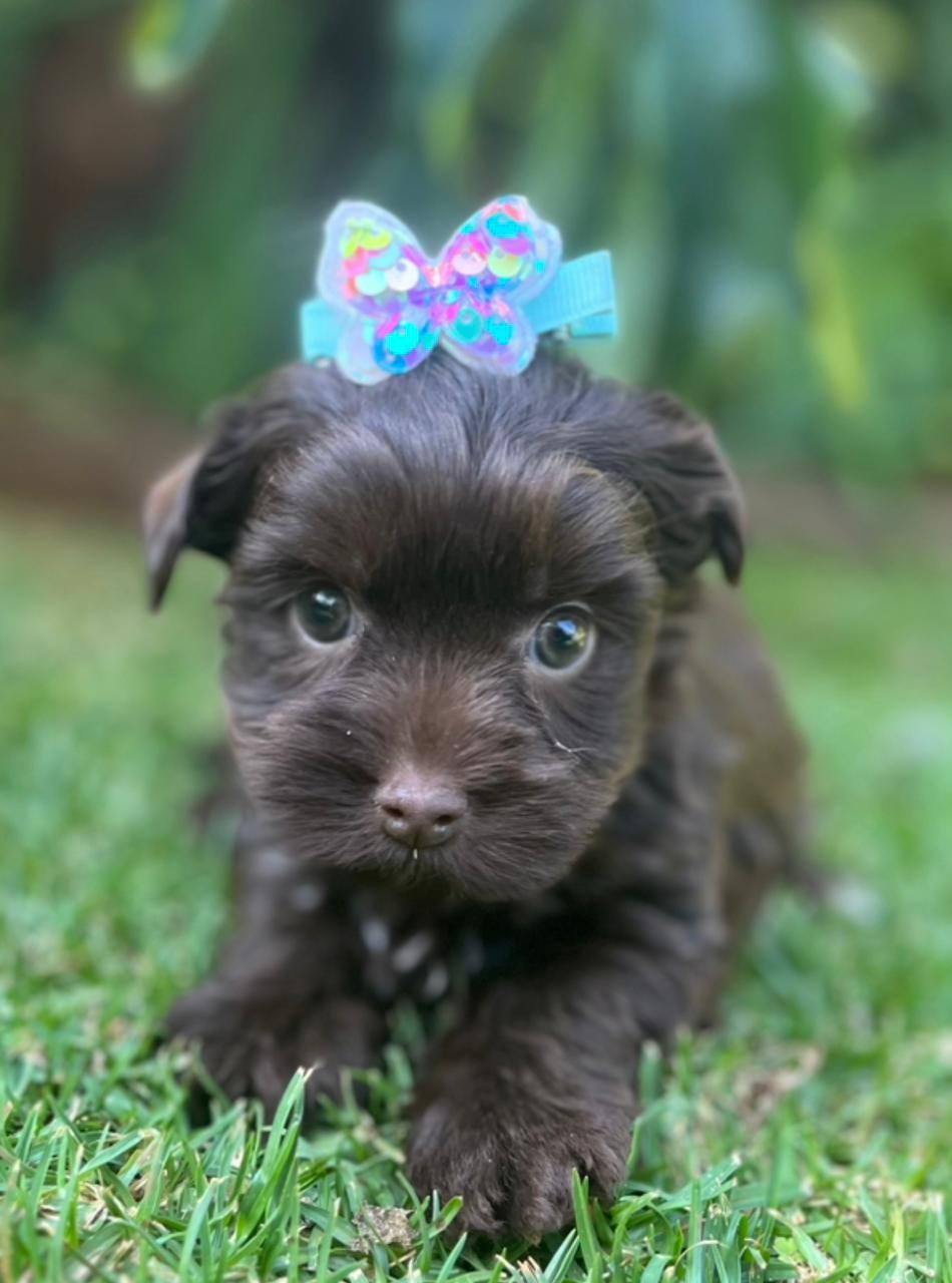 Chocolate female yorkie for cheap sale