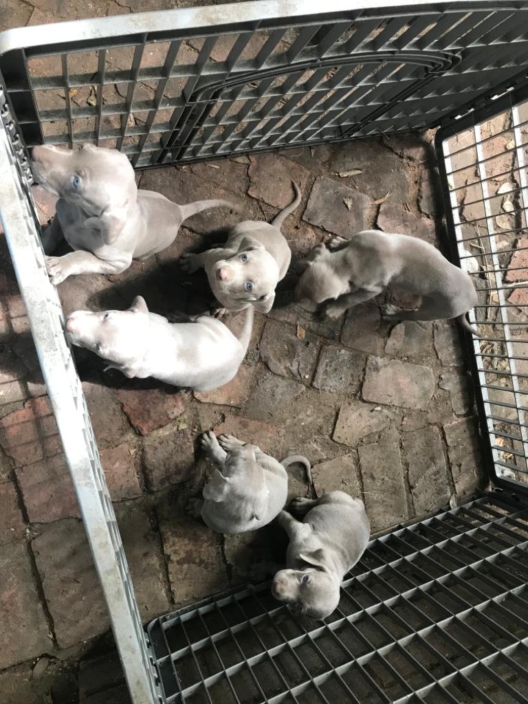 Weimeraner puppy’s for sale