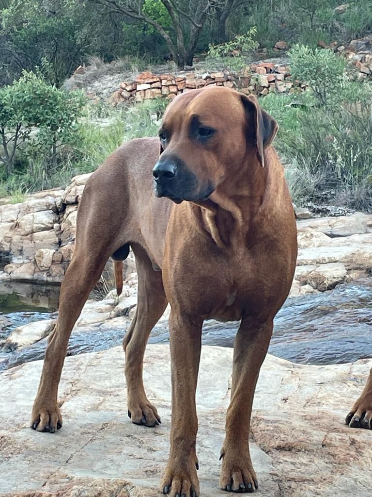 Purebred Ridgeback Puppies | Junk Mail Marketplace
