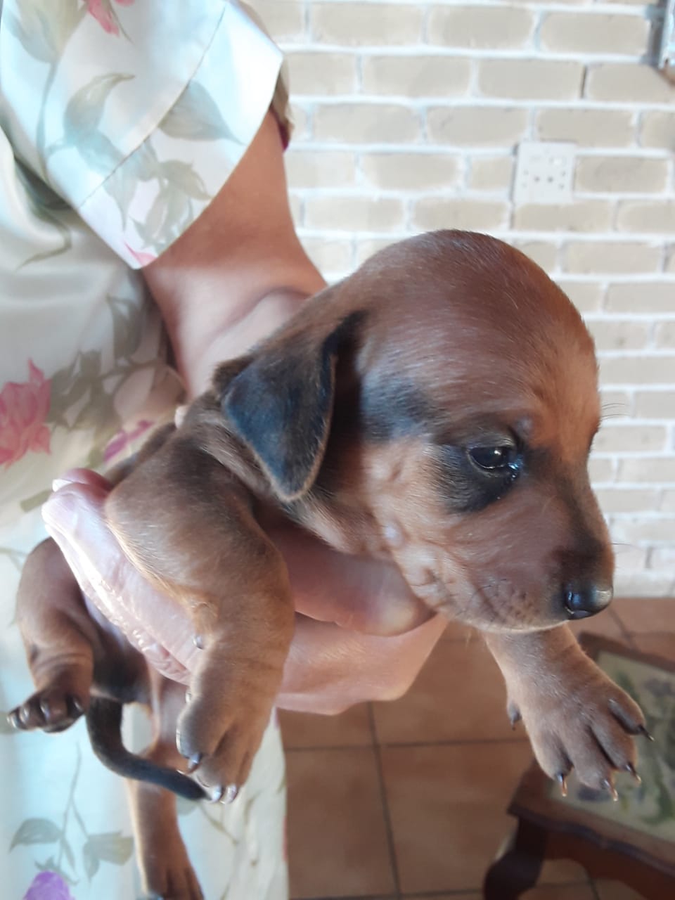 Dachshund  puppies for sale