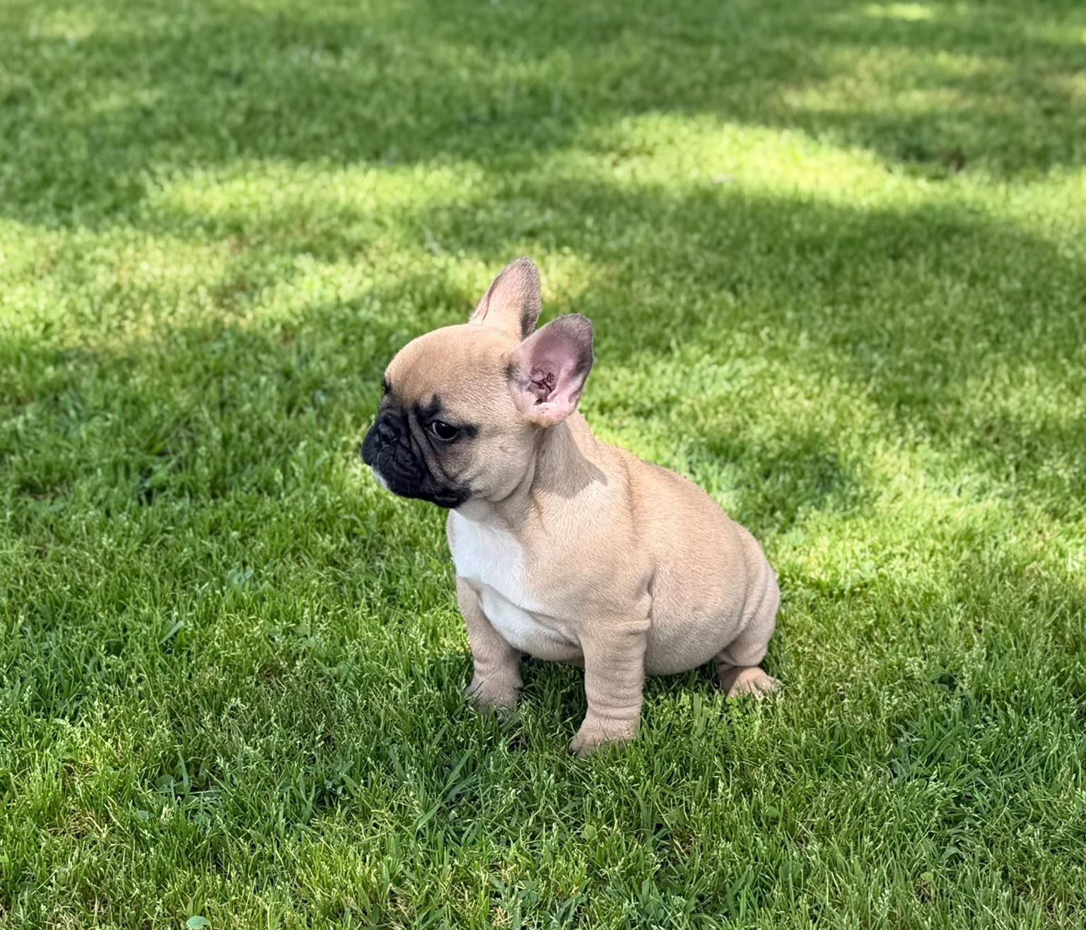 Gorgeous French bulldog puppies available | Junk Mail Marketplace